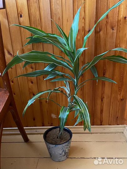 Пальма драцена