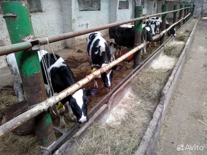 Телята мясной породы бычки