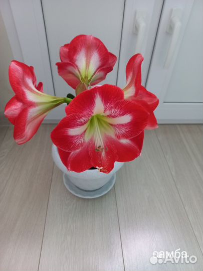 Амариллис