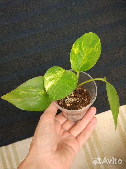 Аглаонема, филодендрон домашние