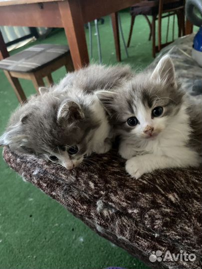 Милые котята