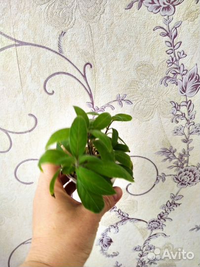 Комнатные цветы