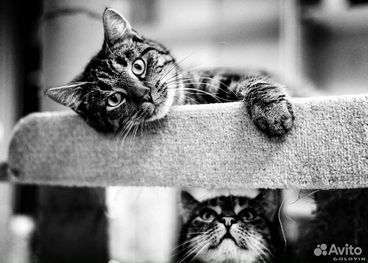 Боря ищет дом