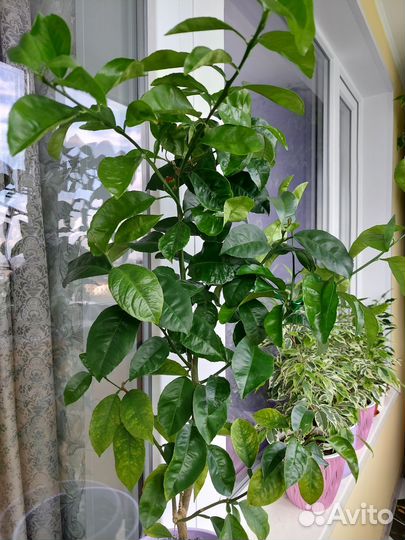 Мандарин не привитый