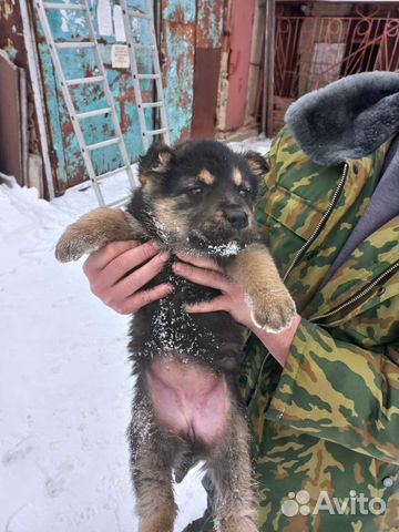 Немецкая овчарка