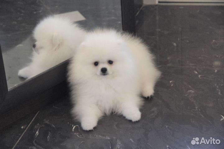 Померанский шпиц мишка мальчик