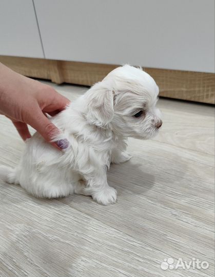 Щенки мальтийской болонки