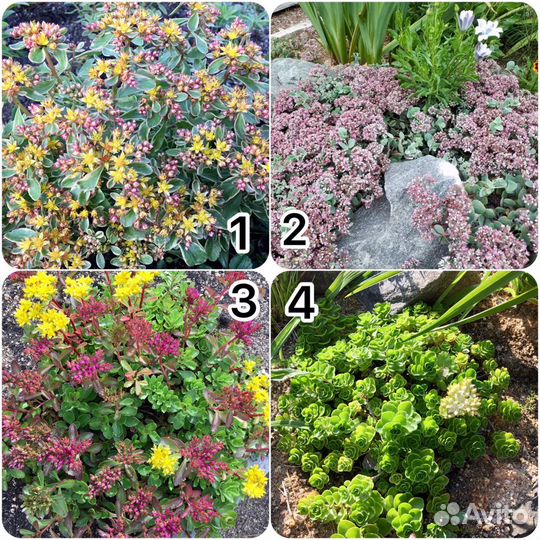 Почвопокровники много