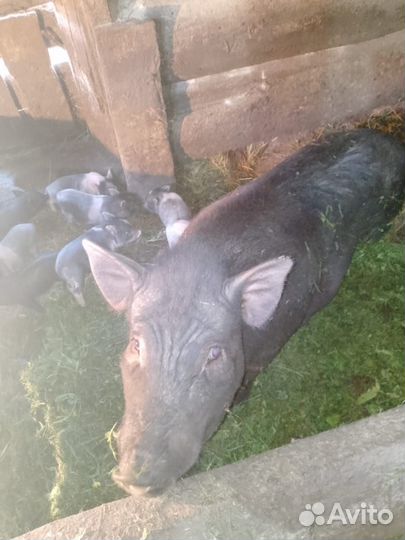 Вьетнамские поросята