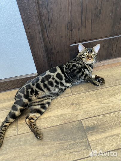 Бенгальский кот вязка