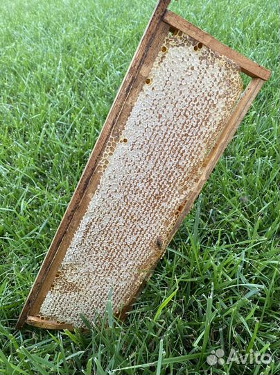 Рамка меда в сотах