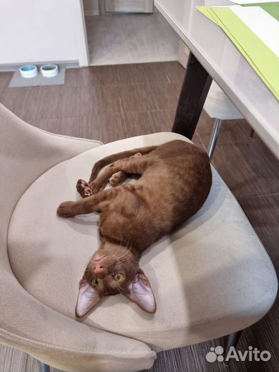 Ориентальные котята