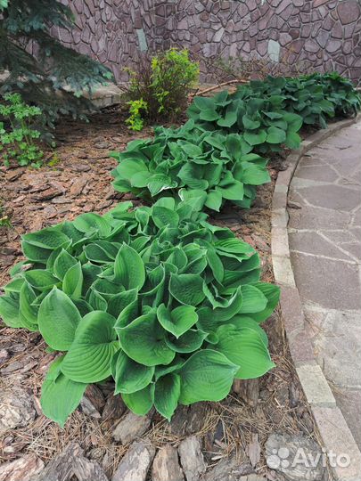 Хоста растение