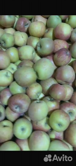 Яблоки оптом