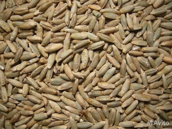 Семена озимой ржи сорт Графиня рс 2