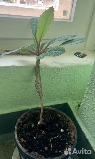 Молочай бесплатно