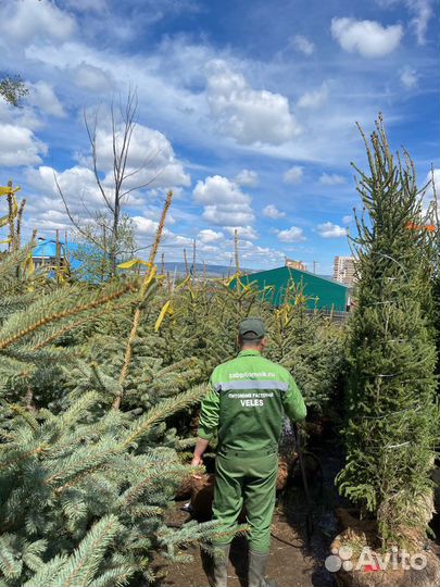 Ель сибирская крупномер D30l