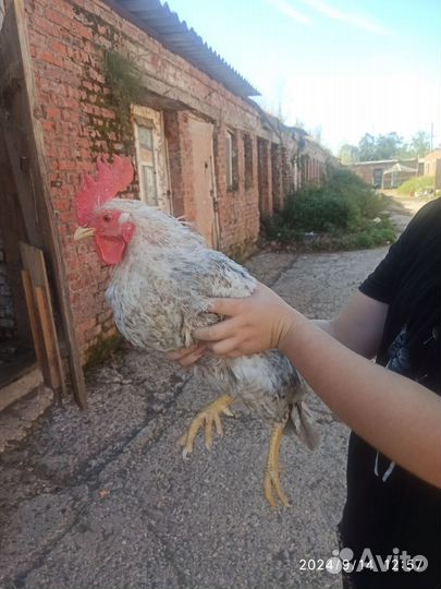 Молодые петухи