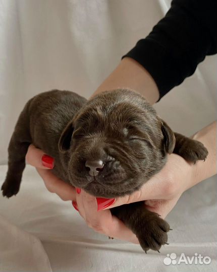 Щенки лабрадора