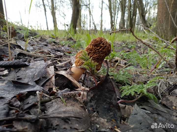 Грибы сморчки, сморчковая шапочка