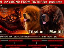 Тибетский Мастиф РКФ Лучшие сторожевые собаки