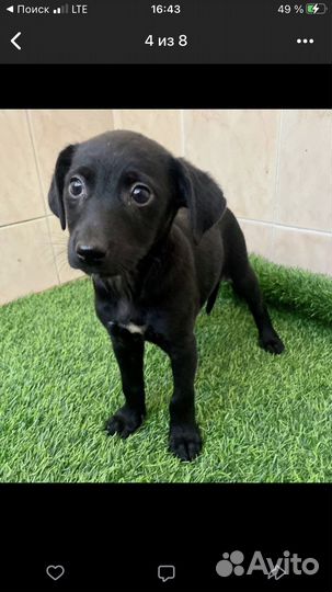 Щенки. Пристрой. Приют лазаревское