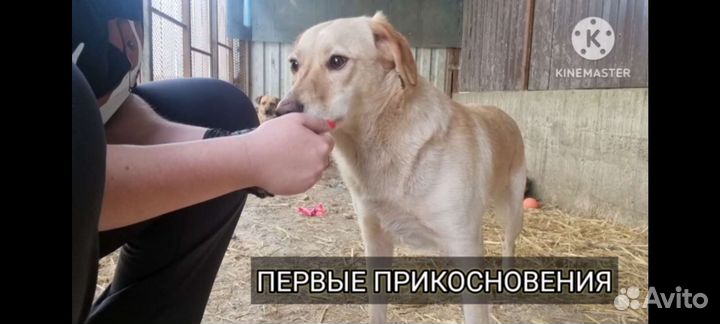 Специалист по коррекции поведения собак