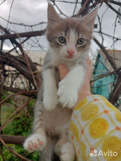 Кошки в добрые руки