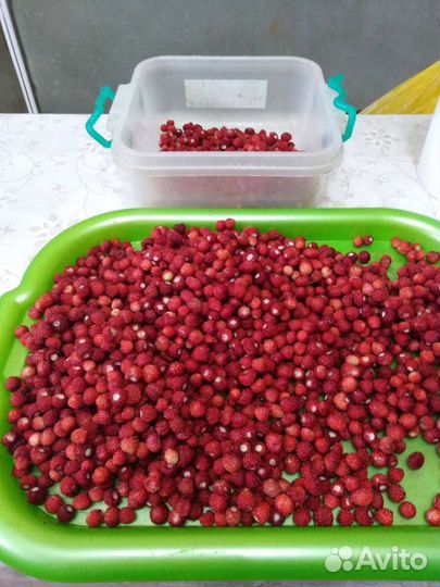 Лесная земляника