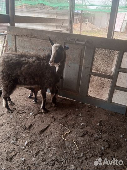 Коза дойная