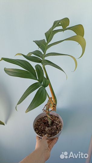 Филодендрон