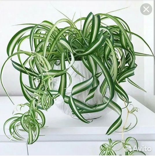 Хлорофитум