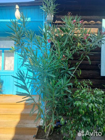 Олеандр красный махровый