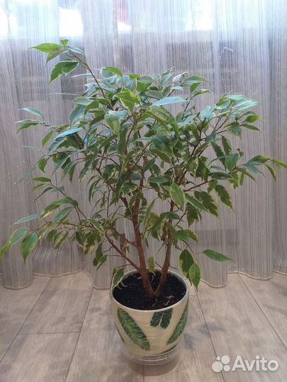 Фикус бенджамина