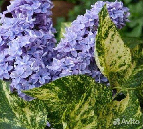 Саженцы сирени Аукубофолия