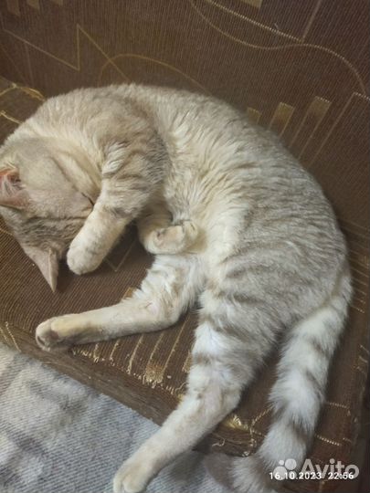 Британский кот на вязку