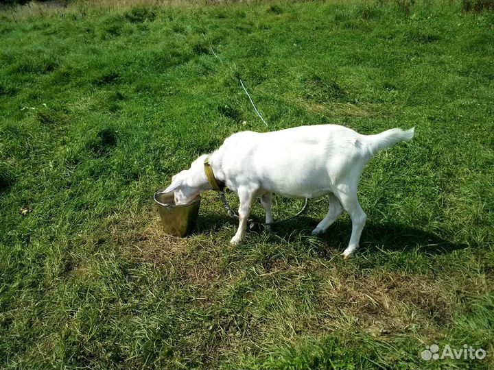 Козел на вязку