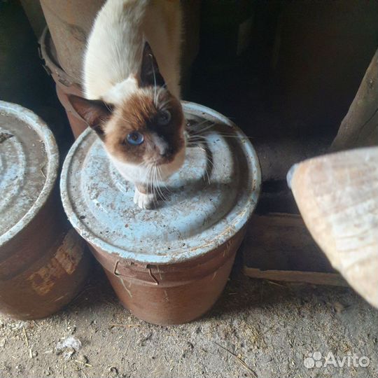 Котик бесплатно