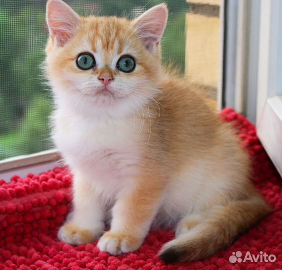 Котята золотые британские шиншиллы