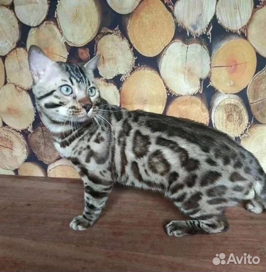 Бенгальский котик Сёма