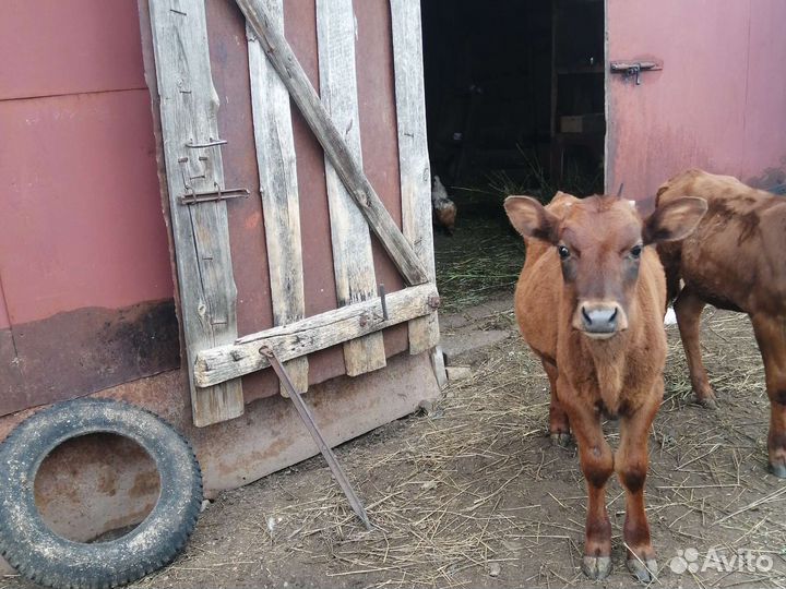 Телята бычки