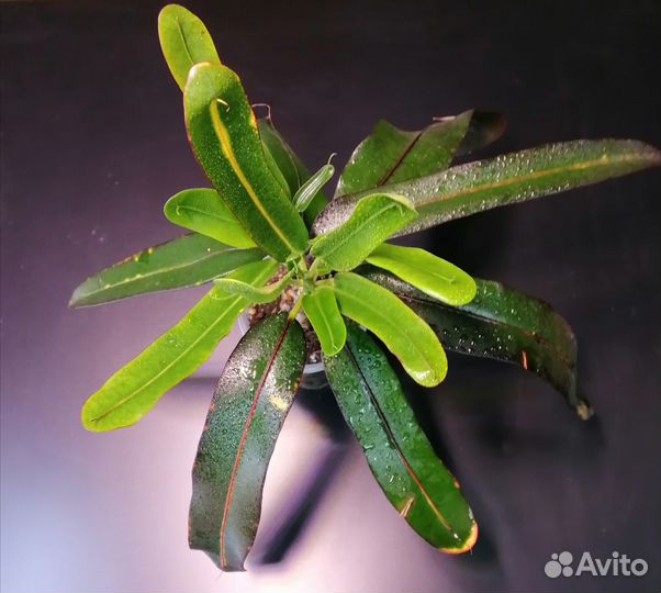 Кодиеум (кротон)