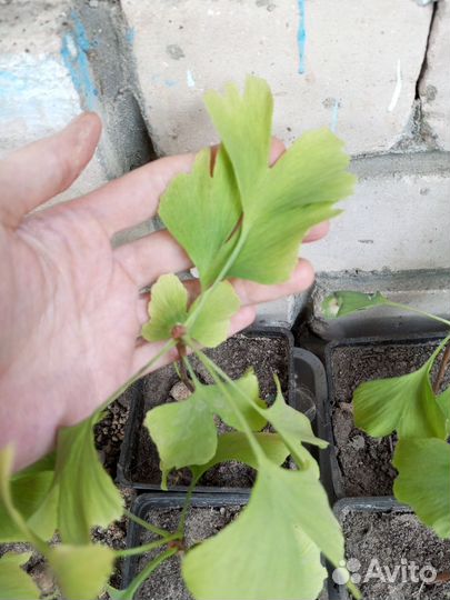 Гинко билоба