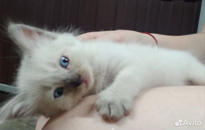 Отдам котят в добрые руки