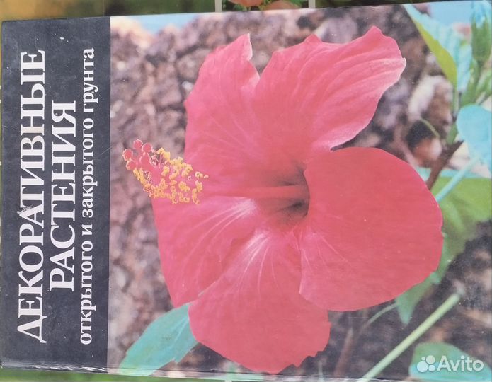 Декоративные растения открытого и закрытого грунта