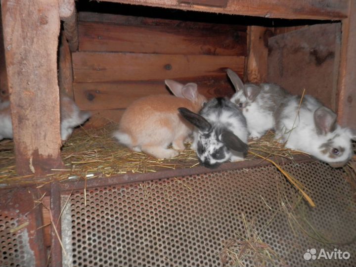 Кролики,мясо кролика,куриное яйцо