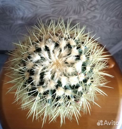 Кактус Грузони