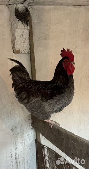 Молодой петух