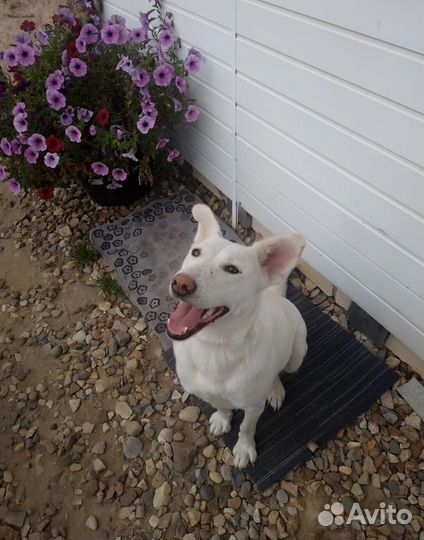 Отдам в добрые руки