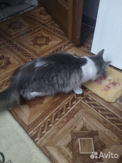 Помогите пристроить Кошечку в добрые руки